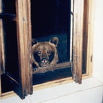 niedźwiedź w oknie moko - fot słupski 17-12-1999