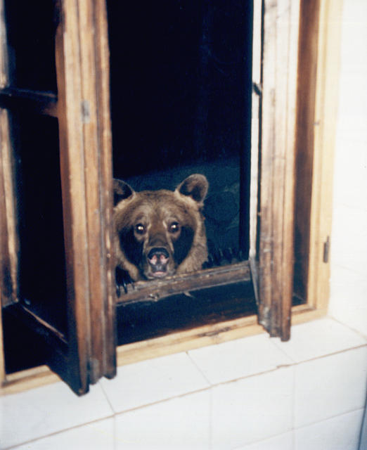 niedźwiedź w oknie moko - fot słupski 17-12-1999