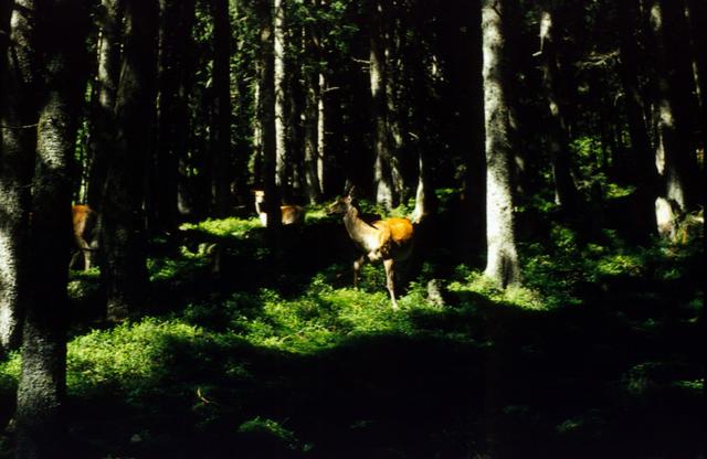 Sarenki nad taboriskiem w MOku, 1978